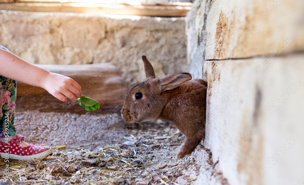 Mein Hase Frisst Und Trinkt Nicht Mehr Hase frisst frisches Gras. Leben auf dem am Bauernhof. Bunny eats fresh