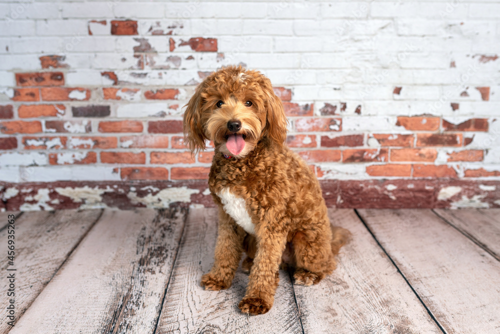 Mini goldendoodle, golden doodle puppy a studio Stock-foto