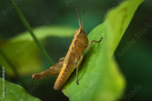 Grasshopper sits on the plant © vladmilkov