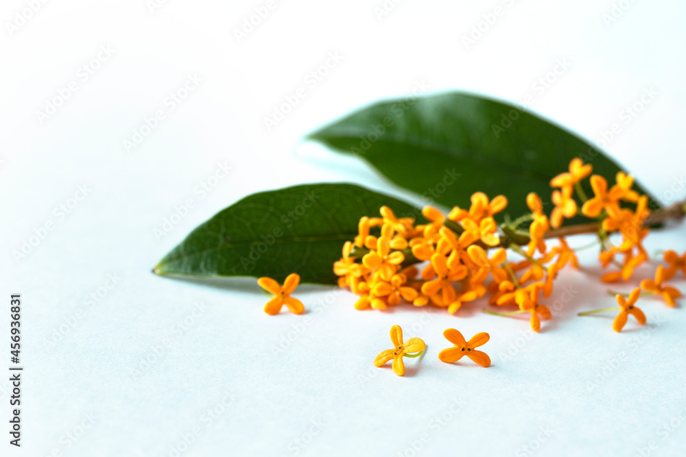 香りのよい金木犀のデザイン 白バック Stock Photo Adobe Stock