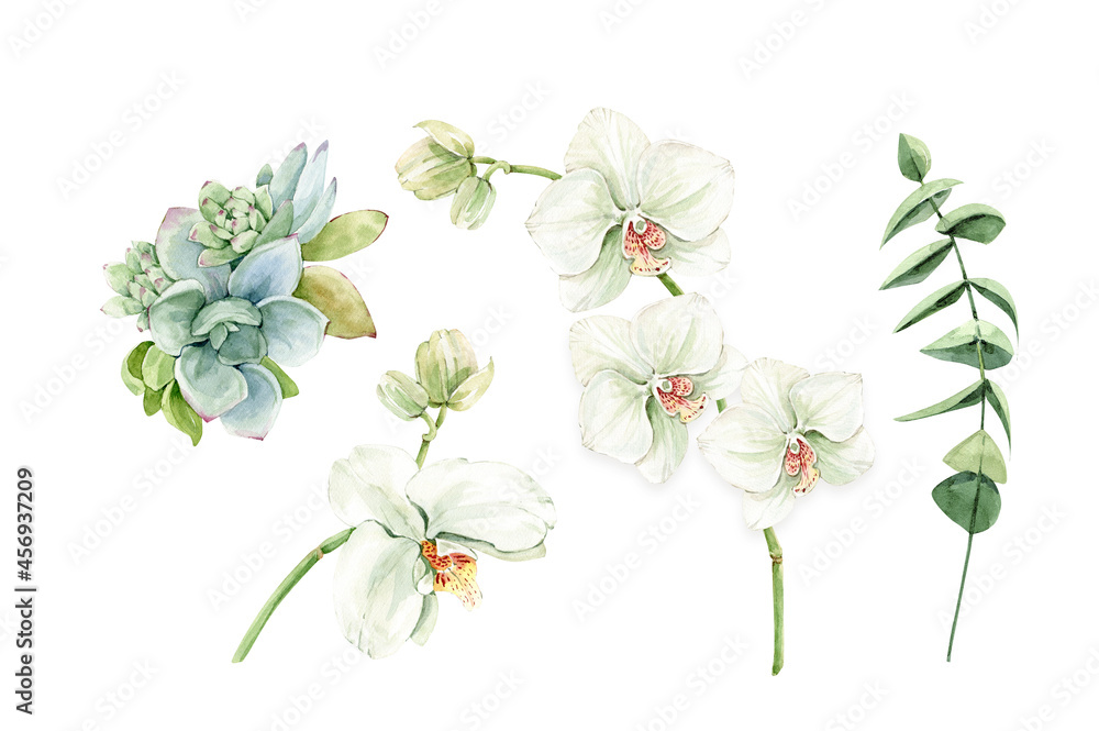 Fototapeta premium botanical watercolor set with orchid flowers and succulent plants on white background. hand painted for wedding invitations, decor and design.