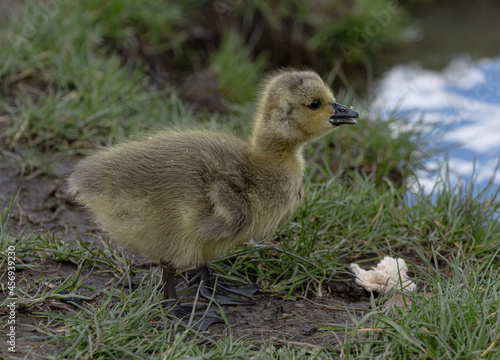 A young goose gosling with bread © UAV4