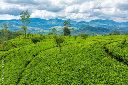 Picturesque natural landscape. Green tea plantations in the highlands. Growing tea © Kate
