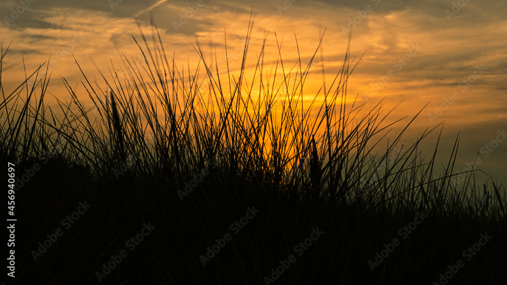 grass with sunset goose light mood in the wind