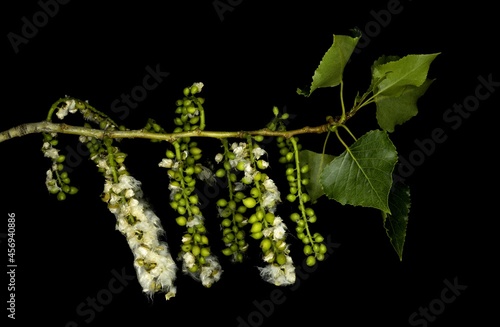Populus nigra, the black poplar, is a species of cottonwood poplar, the type species of section Aigeiros of the genus Populus, native to Europe photo