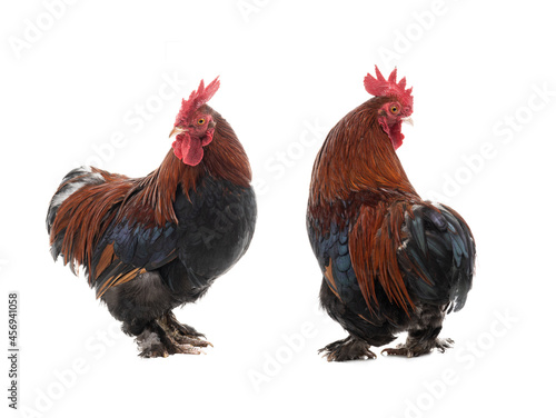 two roosters isolated on white background