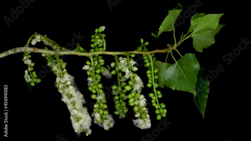 Populus nigra, the black poplar, is a species of cottonwood poplar, the type species of section Aigeiros of the genus Populus, native to Europe photo
