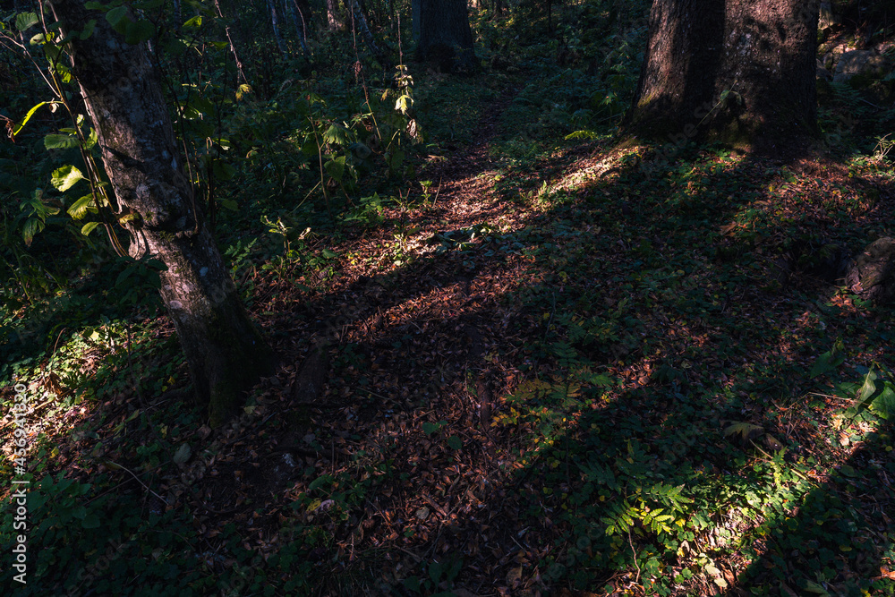 Obraz premium a path in the valley