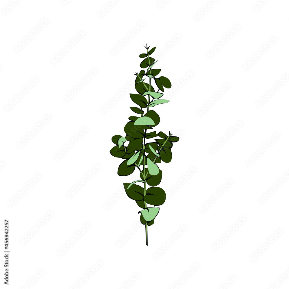 Illustration Vector Graphic of Eucalyptus plant design Illustration Vector Graphic of Eucalyptus plant design