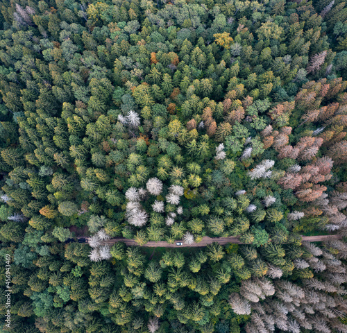 The car drives through a dense spruce forest with yellowed and withered trees
