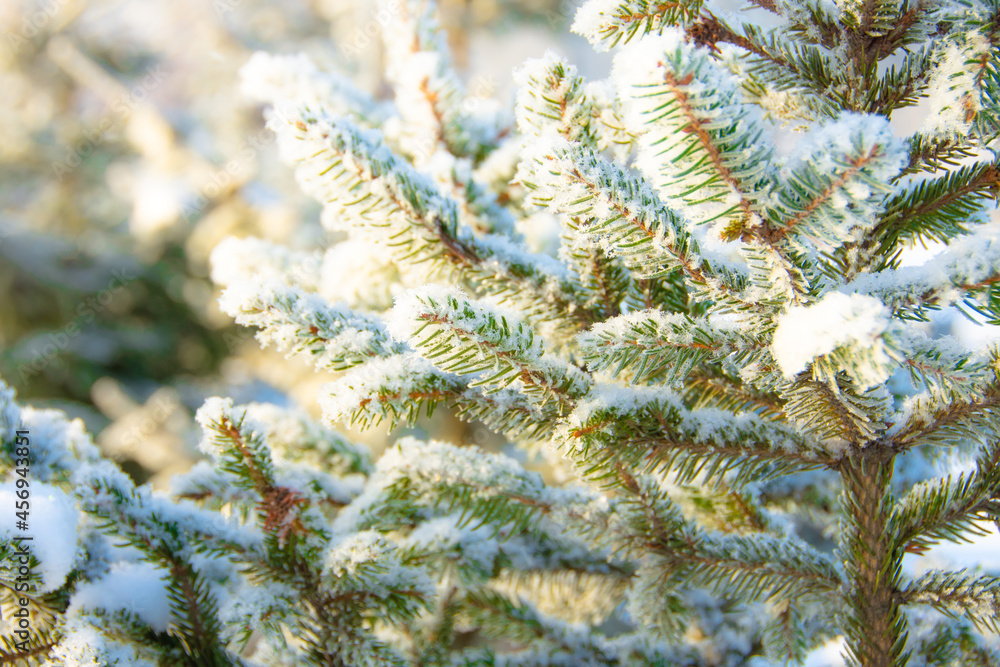 Coniferous branches covered first snow with hoarfrost. Close up. Coniferous branches covered first snow with hoarfrost. Close up.