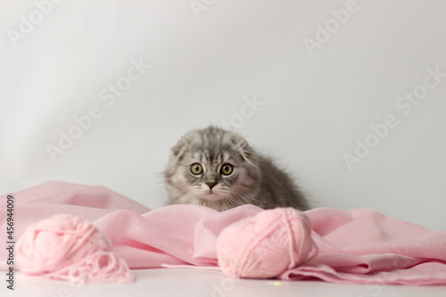 Wallpaper Mural Young scottish highland fold kitten on white and pink background Torontodigital.ca