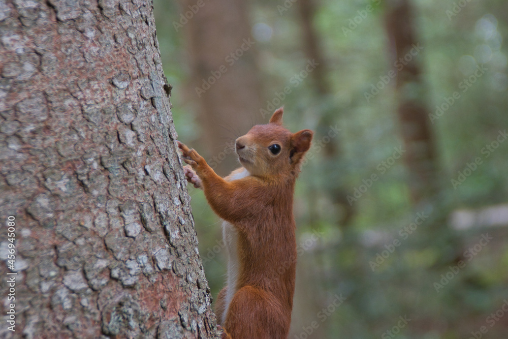 Hier ein Eichhörnchen das ich meiner meinung super erwischt habe. Hier ein Eichhörnchen das ich meiner meinung super erwischt habe.