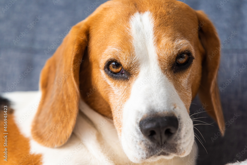 Sleeping beagle dog on couch indoors. Canine backdround Sleeping beagle dog on couch indoors. Canine backdround