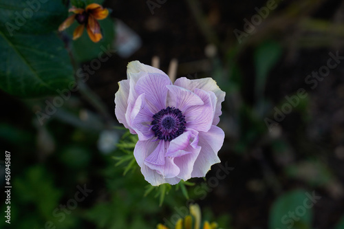 Light pink,purple anemone growing in a flower garden. Close up image, detailed.
