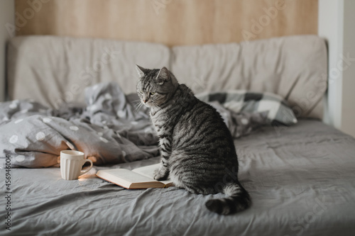 funny home cat in a bed with a book
