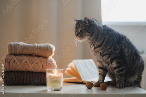 cozy home atmosphere with a funny cat, candle, book and sweaters