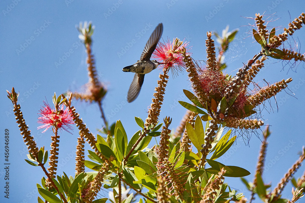 Fototapeta premium Hummingbird eating from the flower of a Callistemon citrinus. Tree known as escobillón or pillo rojo. Celestial sky.