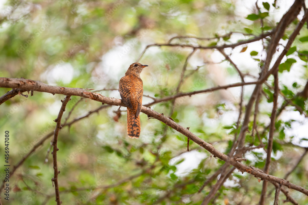A female plaintive cuckoo is perching on a tree branch and turning head backward. A female plaintive cuckoo is perching on a tree branch and turning head backward.