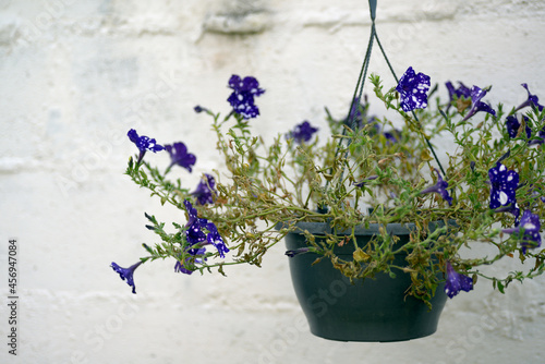 Petunia axillaris flower in pot suspended against rustic white wall in country-house yard photo