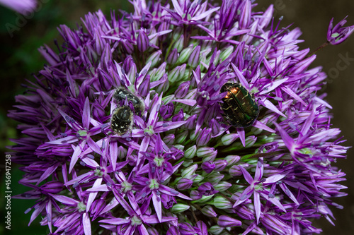 Beetles pest on flowers in garden. Golden chafers  Cetonia aurata  and Bronze woolly beetle  Latin  Tropinota hirta  on purple flowers Dutch onion  Latin  Allium hollandicum   close up. 