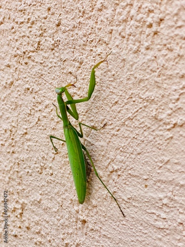 green praying mantis