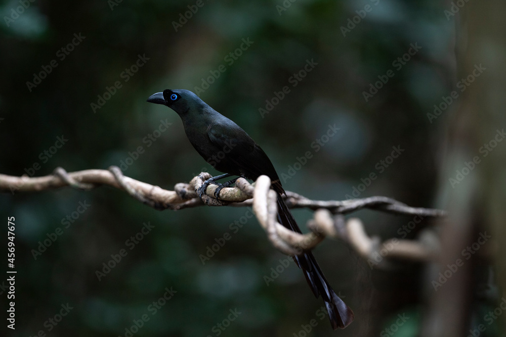 Fototapeta premium Racket - tailed Treepie
