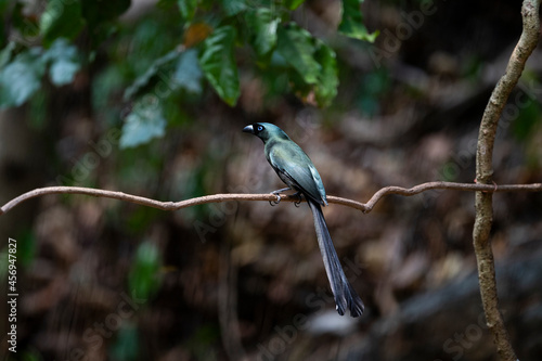 Racket - tailed Treepie photo