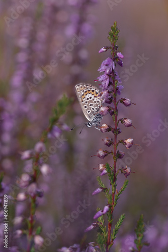 Vertical shot of a Northern Brown Argus butterfly on the purple flower buds photo