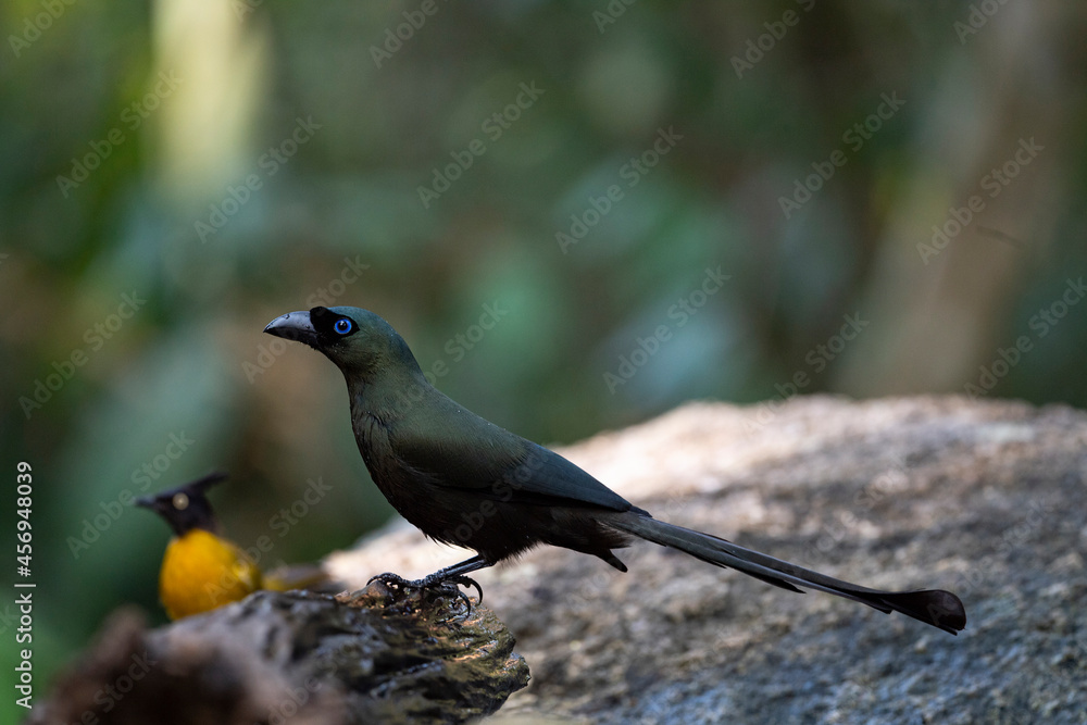 Obraz premium Racket - tailed Treepie