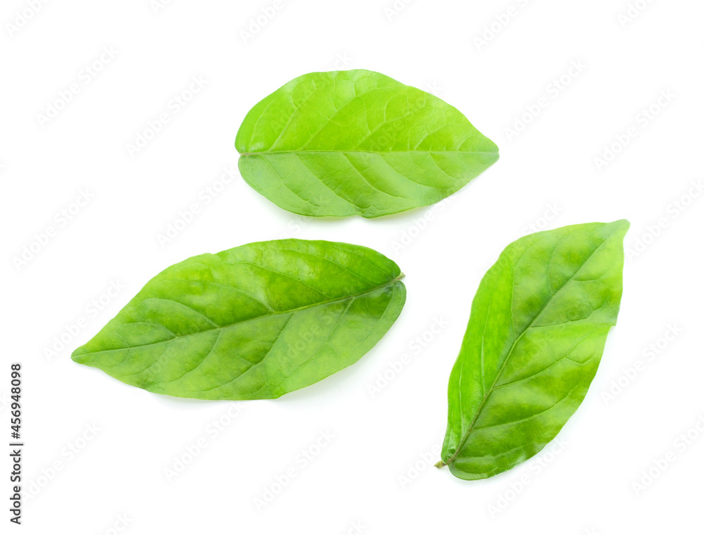 jasmine isolated on white background jasmine isolated on white background