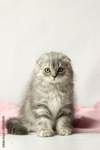 Young scottish highland fold kitten on white and pink background © Katrin