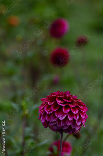 Dahlia