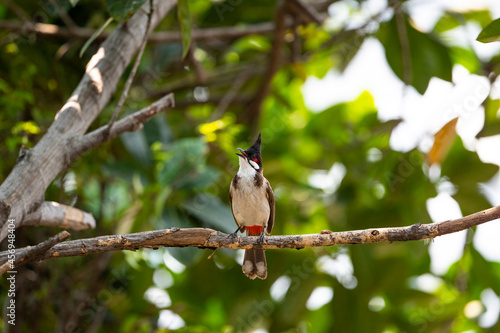 Red - whiskered Bulbul photo