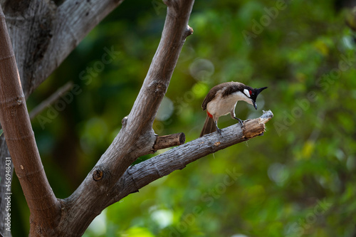 Red - whiskered Bulbul photo