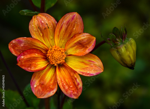 Dahlia
