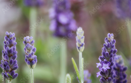Nature background lavandula augustifolia or true lavender, close up soft focus photo