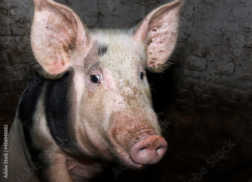 A surprised white pig with black spots looks at the camera in surprise