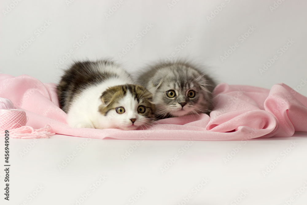 Two fold scottish Highland Straight kittens