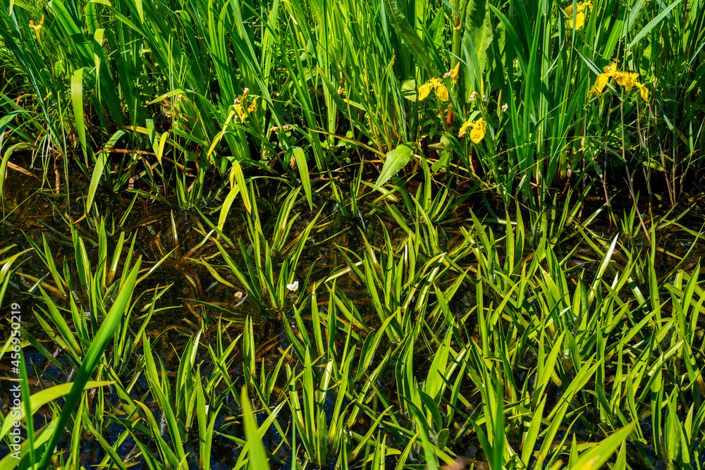 Fototapeta premium Ditch with Water soldiers (Stratiotes aloides) 