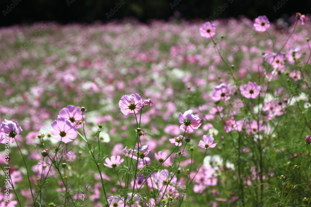 秋の野原一面に咲くコスモスの花