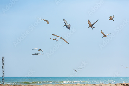 A flock of seagulls circling in the sky near the sea coast © Kate