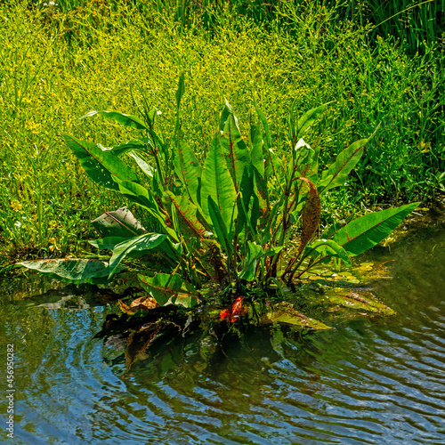 Papier peint Close up of Great water dock   (Rumex hydrolapathum)