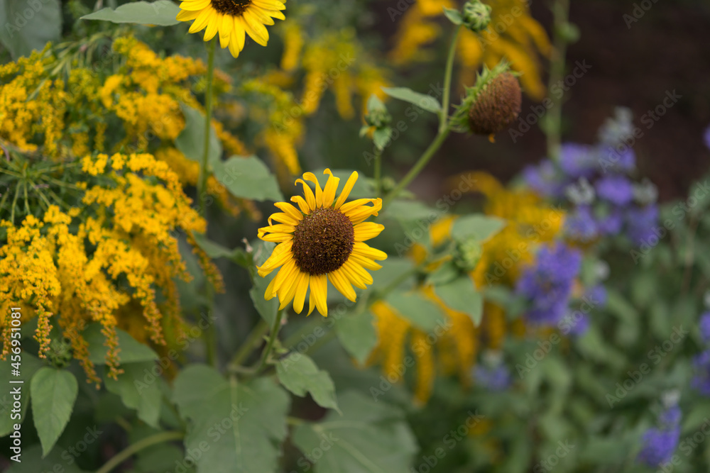 Obraz premium sunflowers in a garden