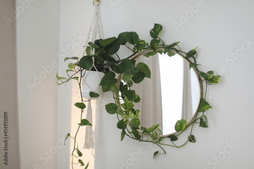 stylish home interior with a round mirror on a wall and a green houseplant epipremnum photo