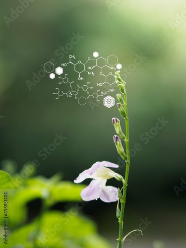 Plants background with biochemistry structure.