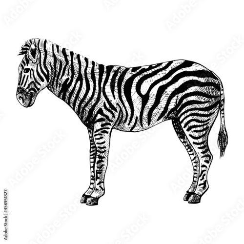 Zebra isolated on white background. Sketch graphic striped animal savanna in engraving style.