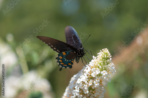female Papilio polyxenes, or (eastern) black swallowtail on a Buddleja davidii or butterfly bush photo