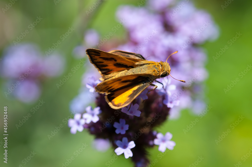 skipper butterfly on purple flowers skipper butterfly on purple flowers
