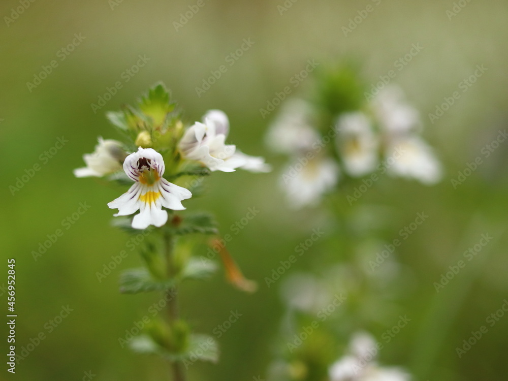 Euphrasia rostkoviana, a small perennial herb with white flowers Euphrasia rostkoviana, a small perennial herb with white flowers